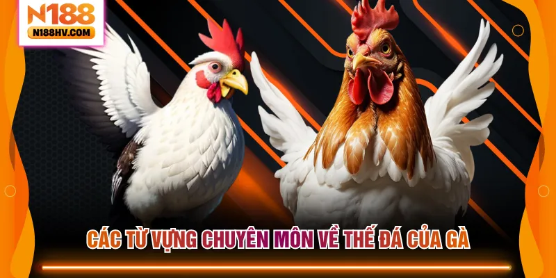 Các từ vựng chuyên môn về thế đá của gà